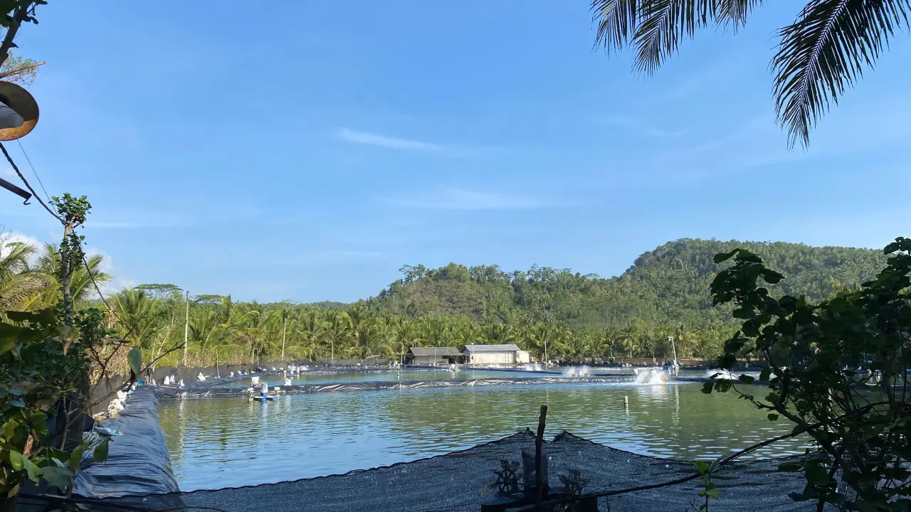 Tambak Udang di Munjungan Langgar Perda, Pengusaha Tak Gunakan IPAL Sesuai Standar